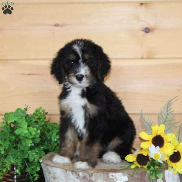 Popcorn, Bernedoodle Puppy